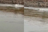Ajkula napala čoveka dok je plivao u reci, odgrizla mu deo noge, pa tek onda podivljala (VIDEO)
