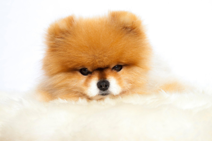 Ovo je pet preslatkih malih rasa pasa koje zauvek ostaju „bebe“ (FOTO)