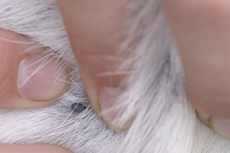 Simptomi infekcije od ujeda krpelja kod pasa: Ako ovo primetite odmah ga vodite kod veterinara
