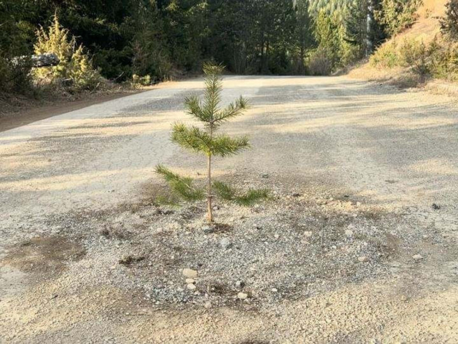 Hit fotografija iz sela na Tari: Vozači prolaze u čudu, nasred puta "prepreka" (FOTO)