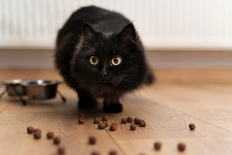 Vaša mačka šapicama grebe oko hrane? Stručnjaci otkrivaju razloge za ovo neobično ponašanje vašeg ljubimca