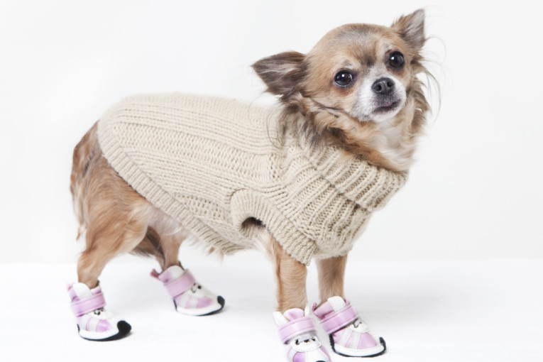 Proverite da li je i vaš ljubimac među njima: Ovih pet rasa pasa su najosetljivije na hladnoću