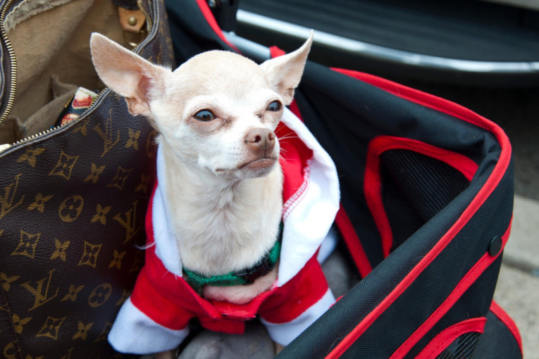 Srce na četiri šape: Od zlatnog retrivera do bišona, ovo su najnežniji krzneni saputnici koje možete imati