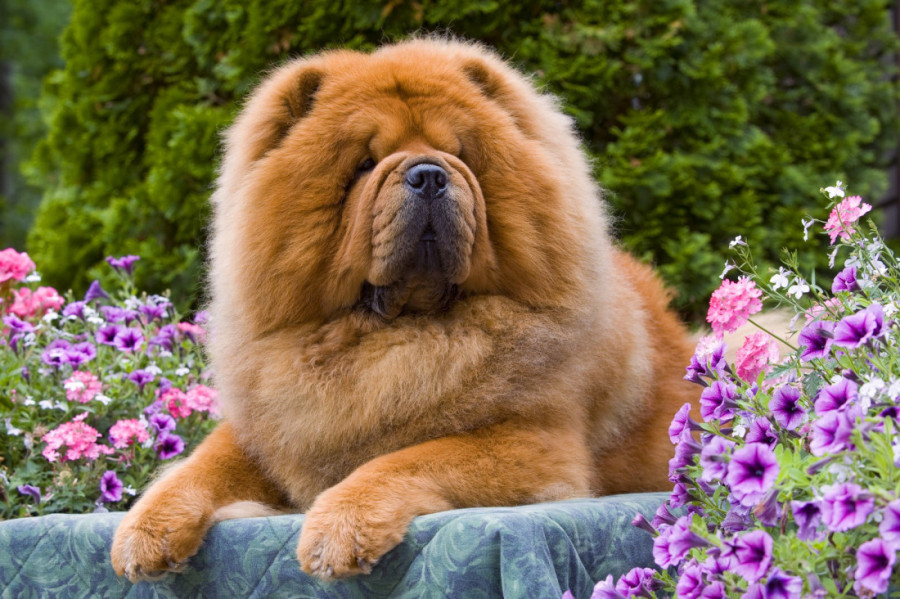 Jedna je popularna zbog Harija Potera, a zapravo je opasna: Ovo je sedam najagresivnijih rasa pasa