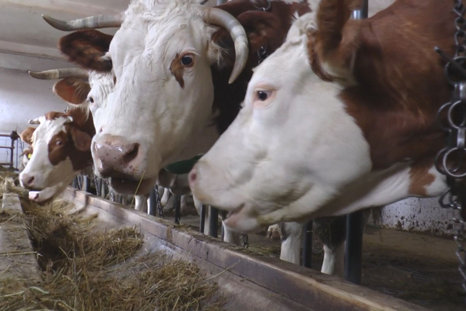 Ove krave su jedine u Srbiji koje daju organsko mleko: Milan sa Zlatibora dve godine čekao sertifikat ali se isplatilo! (FOTO)