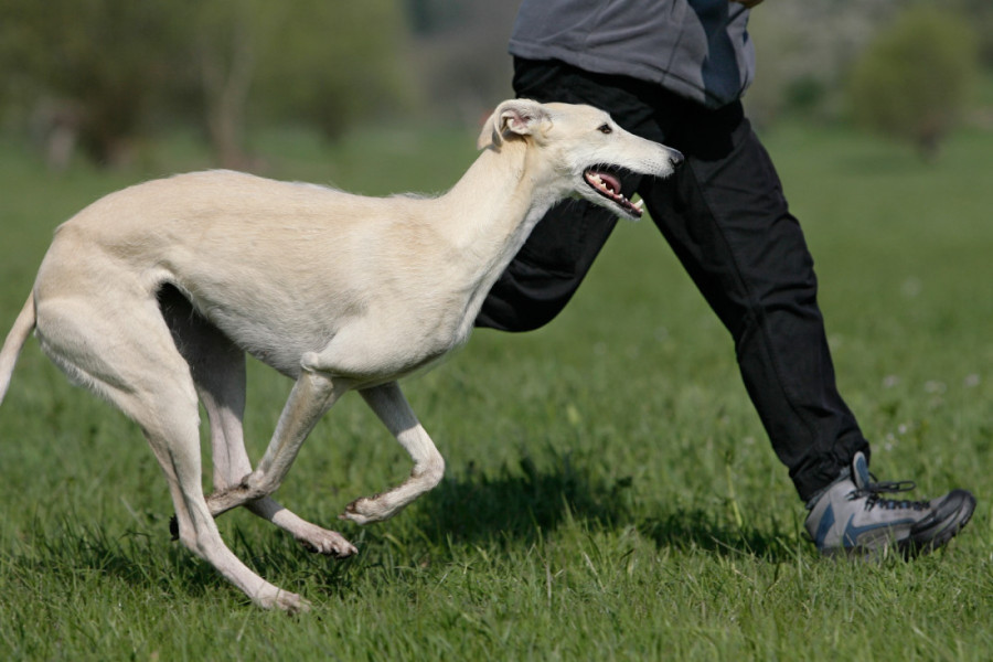 Tražite mirnog psa? Ovo su rase koje više od svega vole da se odmaraju i leškare na kauču