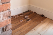 Plaćale stan 1.300 evra mesečno, pa morale da se presele jer su iz poda virile pečurke! (VIDEO)