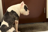 Napušteni pas svaki dan sedi i čeka ispred vrata, razlog slama srca (VIDEO)