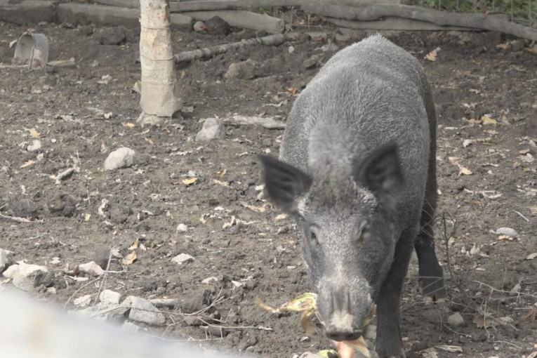 Uprkos zabrani, odstreljena ženka divlje svinje: Na svet je trebalo da donese petoro prasadi