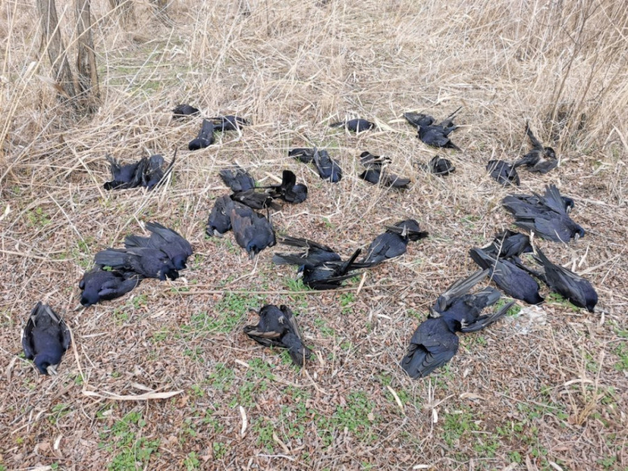 Najveći pomor ptica u Evropi! U kikindskom selu Nakovo pronađeno 800 mrtvih životinja! (FOTO)