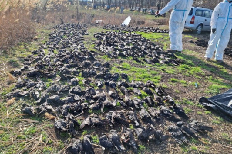 Najveći pomor ptica u Evropi! U kikindskom selu Nakovo pronađeno 800 mrtvih životinja! (FOTO)