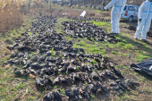 Još uvek nije poznato šta se desilo sa pticama u Nakovu: Veterinarska inspekcija izašla na teren - svi uzorci poslati na ispitivanje