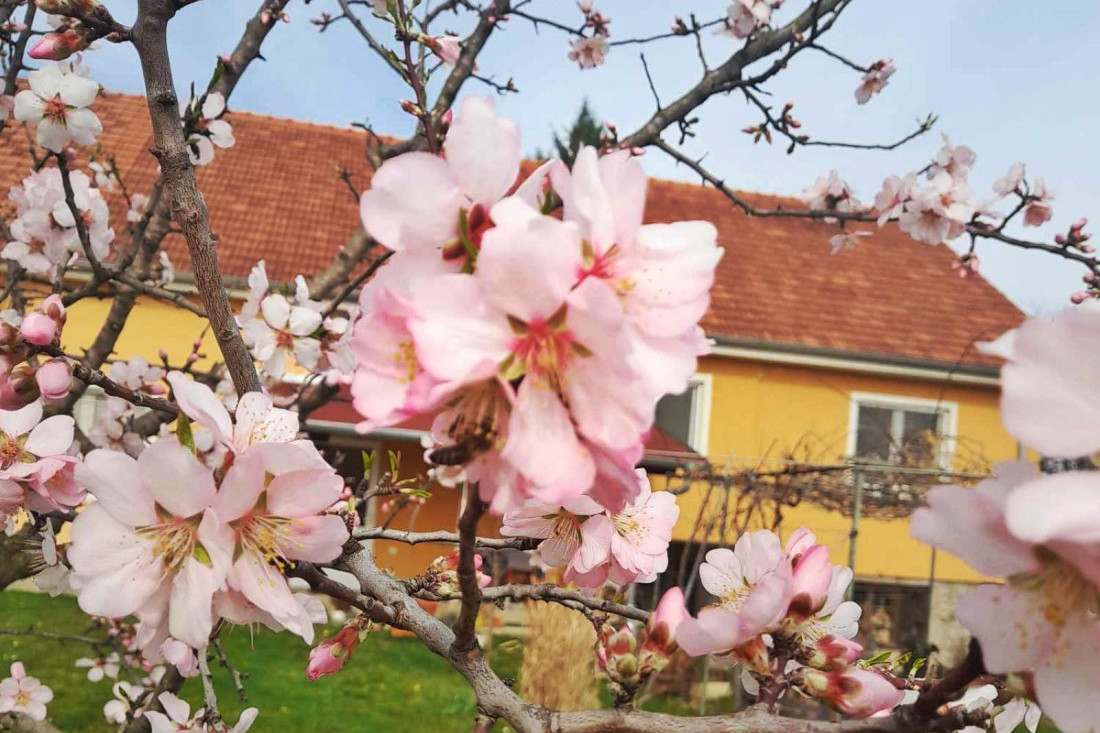 Vremenski rolerkoster "zbunio" biljke: Drvo badema procvetalo u Topoli - njegova lepota ostavlja bez daha (FOTO)