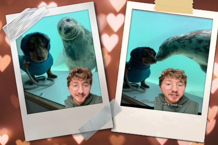 Tiktoker zabeležio trenutak susreta dve životinje: Viralni video koji treba da postane romantična komedija na Netfliksu (VIDEO)