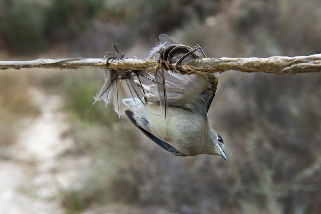 Ubili više od 400.000 ptica pevačica! Hvataju ih mrežama i lepkom da bi restorani od njih pravili razna jela
