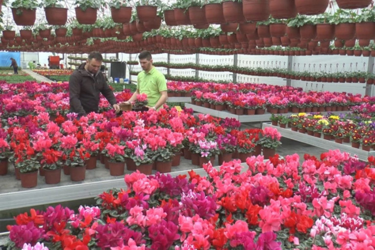 Udarnička sezona kreće: Petrovići iz Stančića proizvode cveće - u posao uključeni svi članovi porodice (FOTO)