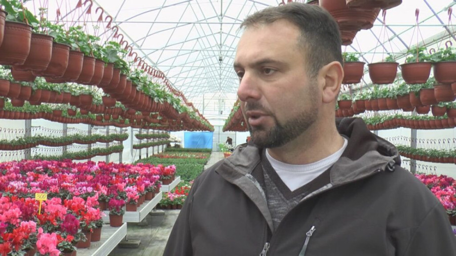 Udarnička sezona kreće: Petrovići iz Stančića proizvode cveće - u posao uključeni svi članovi porodice (FOTO)