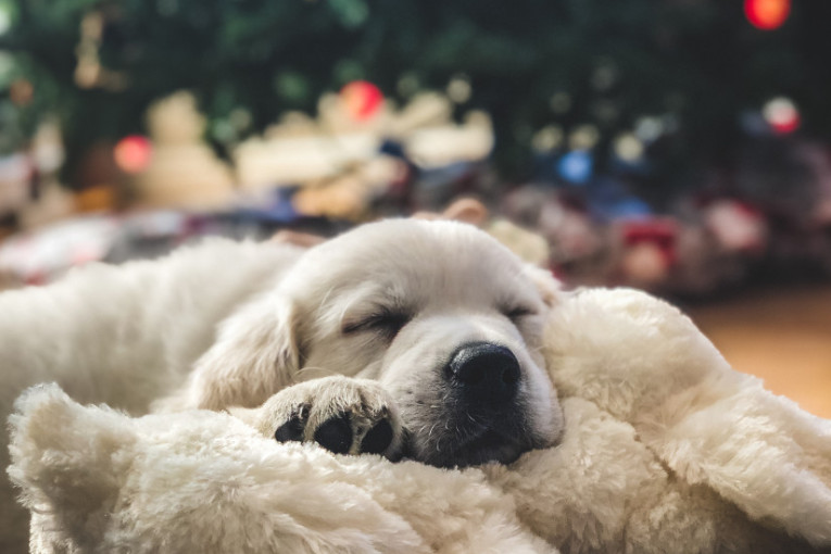 Ignoriše vas jer bi najradije dremnuo: Tri najčešća simptoma koja ukazuju da je pas premoren