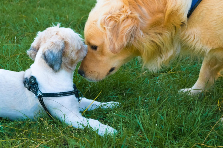 Razlog koji će vas iznenaditi: Zašto mali psi imaju duži životni vek od većih rasa?