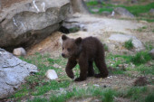 Medvedi u finskom zoo-vrtu spavali samo šest nedelja: Stručnjaci ne mogu da objasne ovaj fenomen