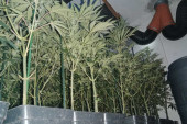 Otkrivena fabrika droge: U Krčedinu uzgajao marihuanu (FOTO)