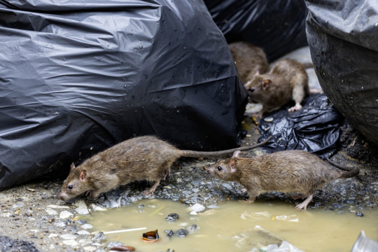 Novi beogradski megaprojekat: Detalji tunela koji će promeniti grad