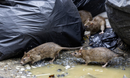 Balkanskoj prestonici preti invazija pacova! Dogorelo do noktiju!
