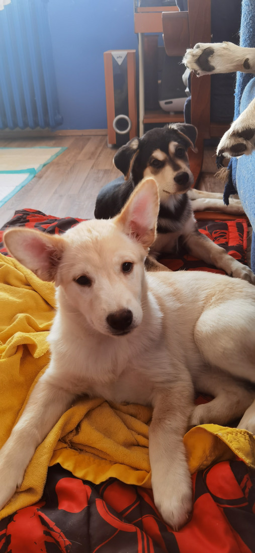 "Sve počinje sa ljubavlju": Kako su Filip, Vlada i njihovi ljubimci promenili pogled na brigu o životinjama