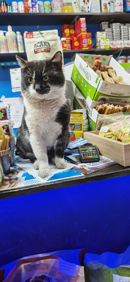 "Sve počinje sa ljubavlju": Kako su Filip, Vlada i njihovi ljubimci promenili pogled na brigu o životinjama