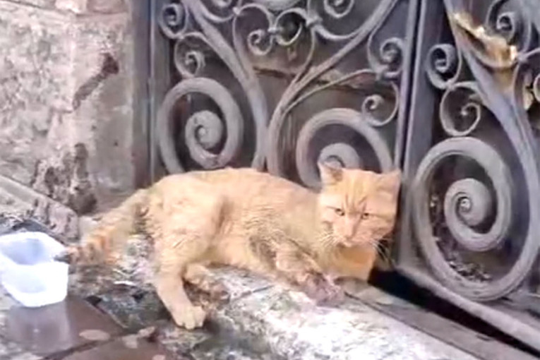 Mačak Žuti digao Beograđane na noge! Pronašli ga zaglavljenog u oluku, slomljene mu obe šape (VIDEO)