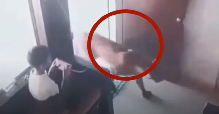 Drama u hotelu! Gosti počeli da vrište od straha, nisu mogli da veruju kakvu zver vide pred sobom!