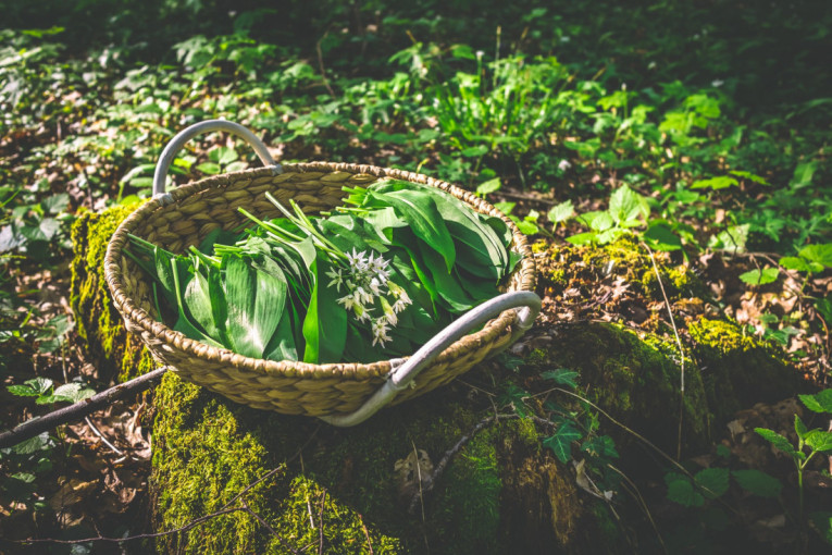 Zovu ga prirodni antibiotik: Lekovita biljka koja čisti organizam i vraća energiju