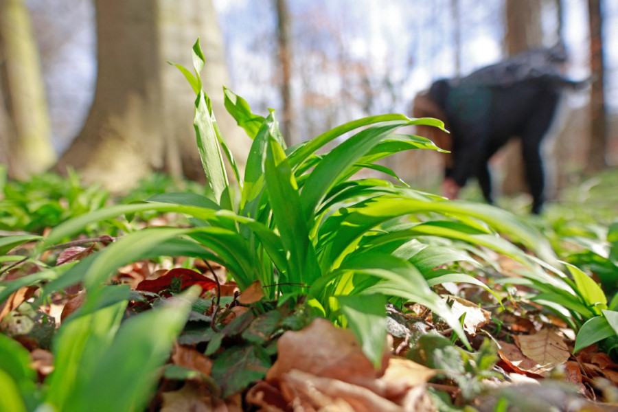Skromna biljka ogromnog potencijala: Požurite do pijace ili u prirodu, u toku je sezona sremuša (RECEPT)