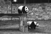 Kratka istorija "panda diplomatije": Šta je to i zašto je važna?