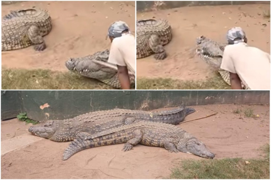 Radnik umalo da ostane bez genitalija kada ga je zgrabio krokodil (VIDEO)