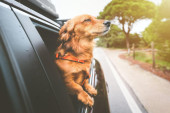 Nije samo zbog vetra na krznu: Zašto psi vole da isture glavu kroz prozor automobila u pokretu