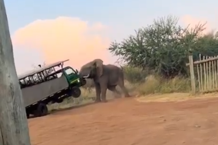 Slon napao vozilo sa turistima: Kljovama ga podigao u vazduh, putnici vrištali dok je pokušavao da ga prevrne (VIDEO)