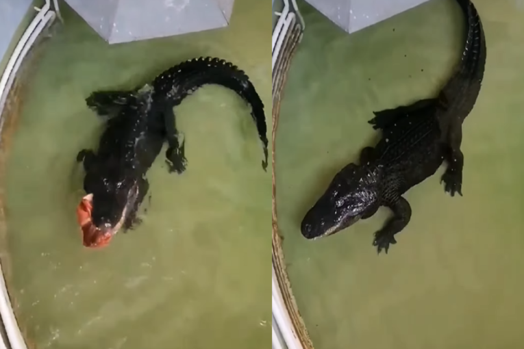 Aligator Muja i sa 90 godina ima dobar apetit: Kad stigne hrana on postane živahan (VIDEO)