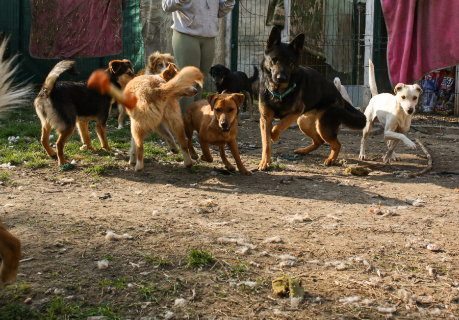 U Andreinom utočištu životinje su srećne i zbrinute: Nesebična devojka pruža im mnogo ljubavi, a sada joj je potrebna pomoć da nastavi