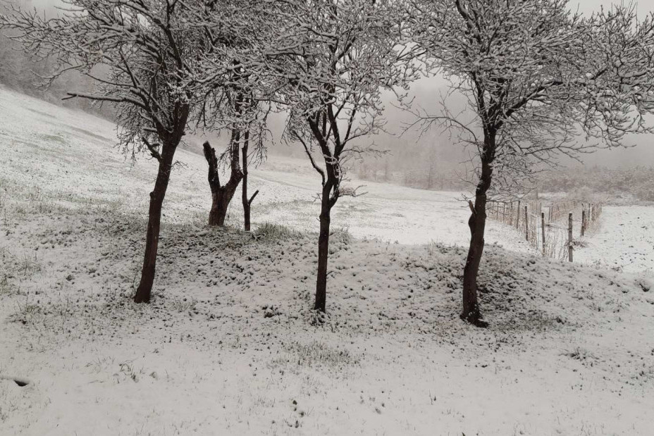 Mećava na Zlatiboru se ne šali: Sneg pada satima, formiran pokrivač od 10 centimetara (FOTO/VIDEO)