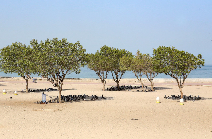 Život u najtoplijem gradu na svetu gde temperature dostižu 54 stepena, a ptice padaju spržene s neba