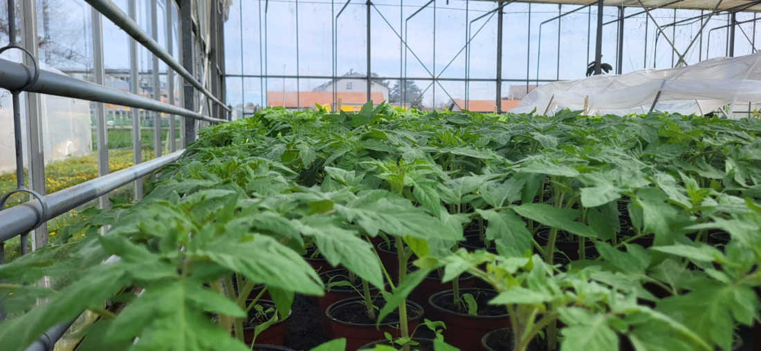 Škola u Svilajncu od dece pravi srpske domaćine: Đaci imaju farmu svinja i goveda, proizvode hranu koju jedu, a ostane i za prodaju! (FOTO)