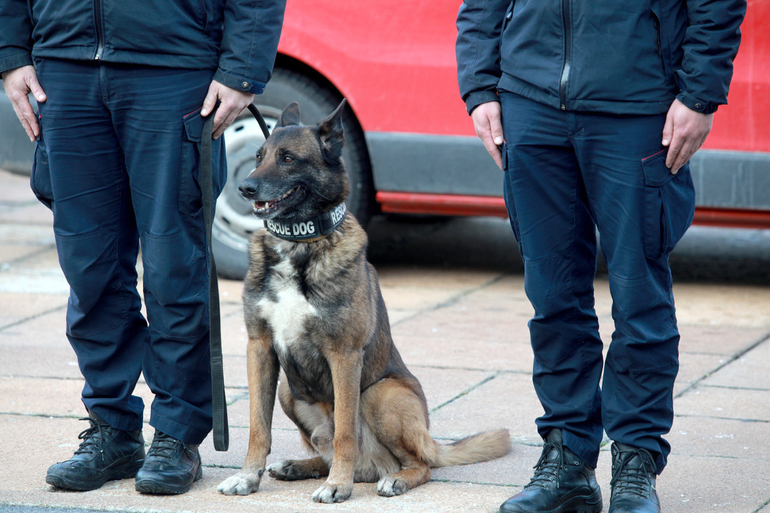 Legendarni pas Zigi koji je spasavao ljude iz zemljotresa u Turskoj otišao u penziju: Ali ima ko da ga nasledi! (FOTO)