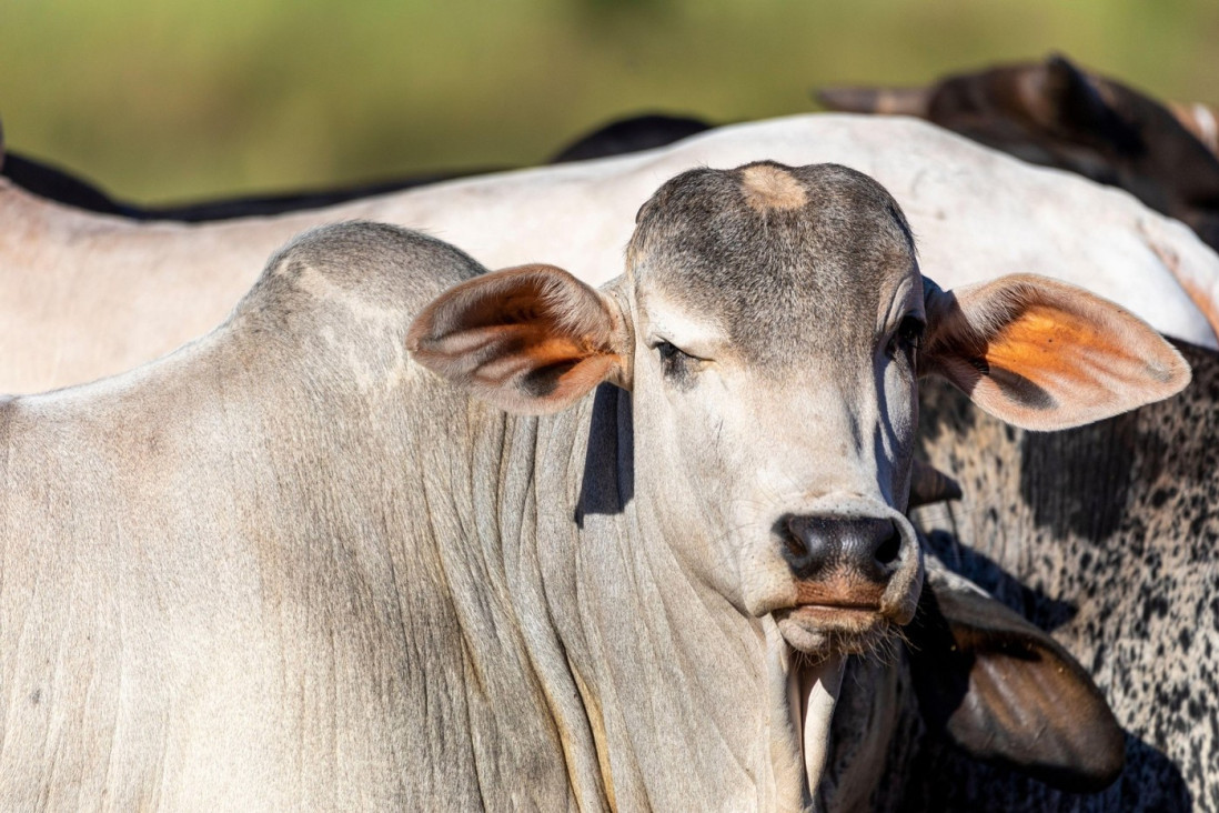 Oborila rekord, a u pitanju su milioni: Prodata najskuplja krava na svetu, nikad ranije nije ovoliko plaćeno za jedno grlo (VIDEO)