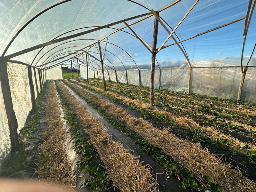 Milovan napravio neverovatan plastenik gde je sve prirodno - crvene voćke slatke kao šećer (FOTO)