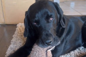 Na svojoj planeti: Labrador pojeo bombone sa marihuanom, njegova reakcija postala viralna na mrežama (VIDEO)