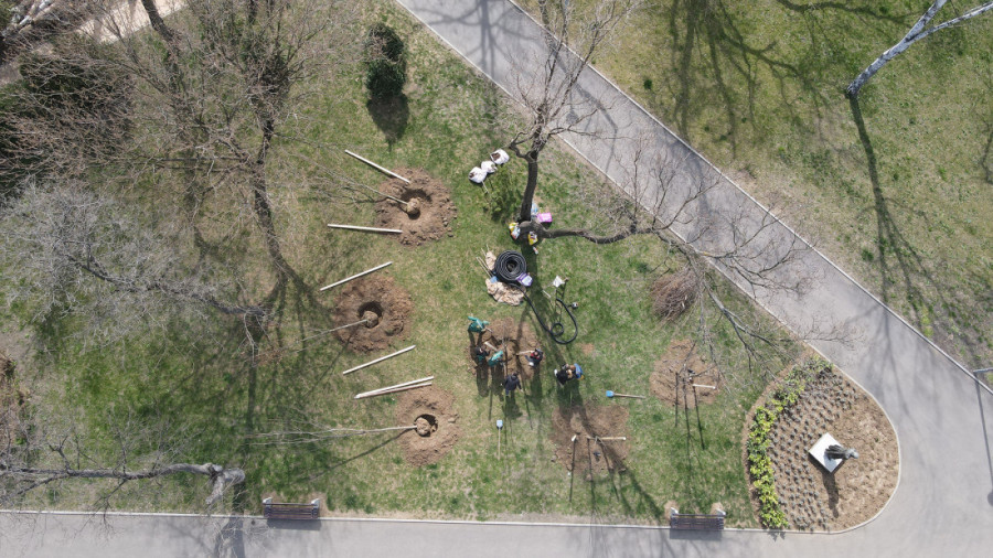 JKP "Zelenilo-Beograd" zasadilo rekordan broj stabala: Tri ključne uloge drveća u urbanim sredinama