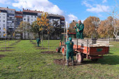 JKP "Zelenilo-Beograd" zasadilo rekordan broj stabala: Tri ključne uloge drveća u urbanim sredinama