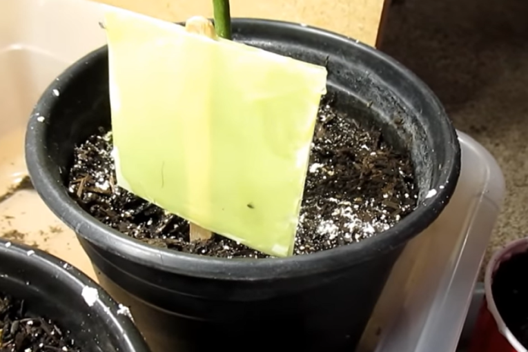 Spasite sobne biljke od napasti: Napravite lepljivu zamku za insekte (VIDEO)