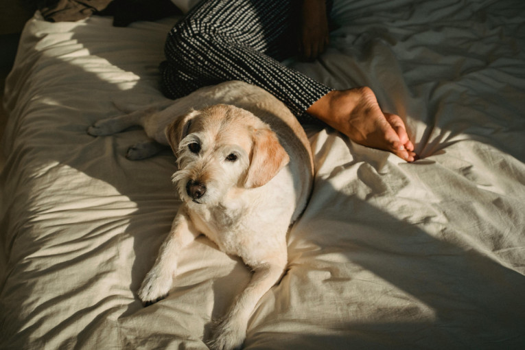 Dremka sa ljubimcem ima više koristi nego što mislite: Evo kako utiče na telo i raspoloženje